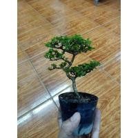 ราคา ต้นเพรมน่าไต้หวันไม้จิ๋ว (15481506164)