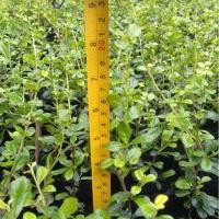 ราคา ต้นชาดัด (ชาฮอกเกียน) ชุดละ 30 ต้น (5633116924)