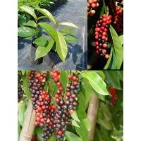 ราคา ต้นมะเม่าหรือหมากเม่าเพาะเมล็ด ชุด 3 ต้น (18771656162)