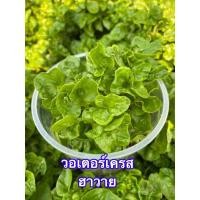 ราคา วอเตอร์เครส ฮาวาย สำหรับปลูก (3381540974)