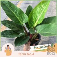 ราคา (ส่งไว) ต้น เศรษฐีรวยทรัพย์ เศรษฐีมีทรัพย์ ไม้มงคล รวยทรัพย์ (Philodendron Rojo Congo) ไม้ประดับ พร้อมกระถาง (29008074669)
