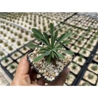 ราคา CACTUS / Euphorbia japonica ยูโฟเบียคนป่า (11709337243)