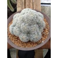 ราคา {Ti&Ei} กระบองเพชร แมมขนนกขาวฟอร์มกอสวยๆ (20315718539)