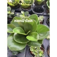 ราคา Set ต้นไม้มงคลต้นหยกนำโชค (3049329239)