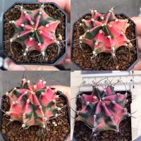 ราคา กระบองเพชร ยิมโนด่าง Pink Baby ไม้ชำหน่อ สีหวาน แคคตัส cactus ยิมโน (11438846151)