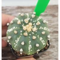 ราคา แอสโตรไฟตั้ม #แคสตัส castus astrophytum แอสโตร แอสโตรไฟตั้ม แอสโตรไฟตัม กระบองเพชร แอสโตรวี super (13750666259)