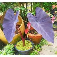 ราคา Colocasia blackmagic บอนดำ แบล็คเมจิก (16512393830)