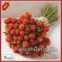 ราคา 50 เมล็ด บานไม่รู้โรยสีส้ม QIS Orange Gomphrena เมล็ดพันธุ์บานไม่รู้โรย บานไม่รู้โรย (3957119139)