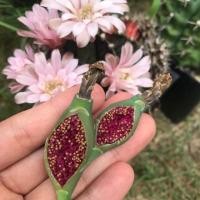 ราคา เมล็ดยิมโนด่าง mix เมล็ดกระบองเพชรยิมโน 50-70 เมล็ด (5732663731)