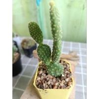 ราคา กระบองเพชร หูกระต่าย แคคตัส (19108996065)