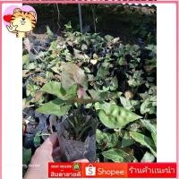 ราคา Syngonium Christmas Holiday ออมทรัพย์​ ออมนาค​แคระ​ (21371183299)