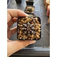 ราคา แคสตัส ยิมโน LB กระบองเพชร (cactus) (5255491609)