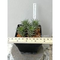 ราคา Deuterocohina brevifola var. chlorantha สับปะรดจิ๋ว (23155047385)