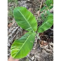 ราคา กล้วยตานีด่าง ขุดสดพร้อมปลูก (22447933015)