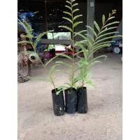 ราคา ต้นมะขามป้อมพันธุ์โบราณเพาะเมล็ดขายเป็นชุด 3 ถุง 100 บาท (8164634718)