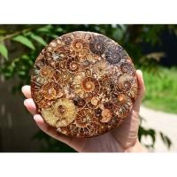 ราคา 1 PC Natural Ammonite Fossil shell Plate Disk +Free Stand,Conch,Home Decor,Ornaments,Spiral shell Fossil,Fossil (26710494997)