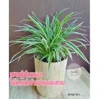 ราคา ต้นว่านเศรษฐีเรือนนอกส่งทั้งกระถาง3-4นิ้ว​ ไม้นามมงคลตั้งโต๊ะทำงานจัดสวน (15408355996)