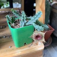 ราคา เก๋งจีน ไม้อวบน้ำ ชำหน่อ (6563130900)