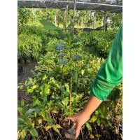 ราคา ต้นจิกน้ำหรือต้นกระโดนน้ำ ไม้มงคล ยอดกินได้ 2 ต้น 99 บาท (27851429708)