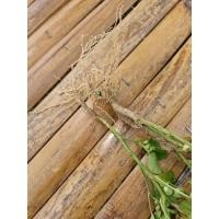 ราคา รากตำแยแมว ตัดแต่ราก (25426895687)