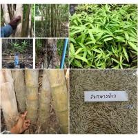 ราคา เมล็ดพันธุ์ไผ่รวกหางช้าง ไผ่หอบ ไผ่รวก รวกหางช้าง 100 เมล็ด Bambusa oliveriana Gamble (3641285924)