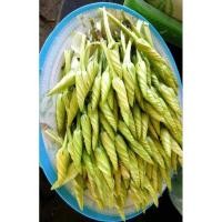 ราคา เมล็ดพันธุ์ดอกชมจันทร์ สวยงาม ดอกกินได้ (22220993505)