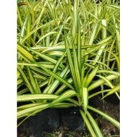 ราคา ต้นเตยทอง ต้นเตยหอมทอง ต้นพร้อมปลูก ปลูกประดับใบสวย (24484879613)