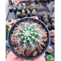 ราคา ต้นกระบองเพรช กลีบมะเฟือง (5779320269)