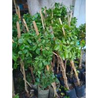 ราคา ต้นแก้วเจ้าจอมพันธุ์ผสม 4+6 ใบ (กิ่งตอน) ต้นสูง 60-80 cm. (12299442401)