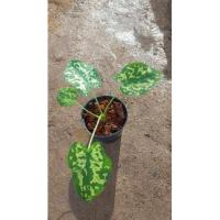 ราคา บอนเสือพราน Caladium Praetermissum (Hilo beauty)  (7195430608)
