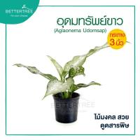 ราคา อุดมทรัพย์ขาว กระถาง 3 นิ้ว ไม้มงคล ต้นไม้ฟอกอากาศ (25601626754)