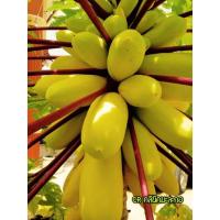 ราคา เมล็ดมะละกอ เหลืองกระบี่ 5 เมล็ด ผลสีเหลืองทองก้านสีแดง (11848758582)