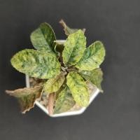 ราคา มะพร้าวทะเลทรายใบกลมด่าง(dorstenia foetida var.) (17770254639)