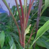 ราคา 2 เหง้า ว่านพญาว่าน พญาว่าน เป็นสุดยอดของบรรดาว่านทุกชนิด (8478521525)