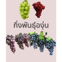 ราคา กิ่งตอนองุ่นป่าติดตาพันธุ์ดี พันธุ์องุ่นไซน์มัสคัส เคียวโฮ นิ้วมือแม่มด เฟรม แบล็คโอปอ (19890849786)