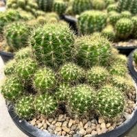 ราคา A Little cactus| ดาวล้อมเดือนกอใหญ่ แคคตัส กระบองเพชร (11297852130)
