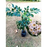 ราคา ต้นปีบยูนาน หรือปีบไหหนาน ดอกสีชมพูอ่อน ปีบยูนาน ช่อใหญ่ (25667204377)