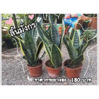 ราคา ต้นลิ้นมังกร (Sansevieria) (5505146032)