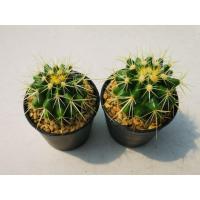 ราคา ถังทอง แคคตัส ไม้มงคล (7190645373)