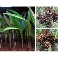 ราคา ต้นสละอินโดสายน้ำผึ้งเพาะเมล็ด (18592971587)