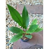 ราคา ต้นโชคเก้าชั้น ( Anthurium ‘Renaissance) (21903529923)