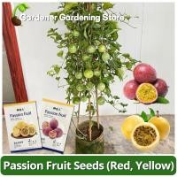ราคา เมล็ดพันธุ์ เสาวรส บอนสี สีแดง สีเหลือง Red Yellow Passion Fruit Seeds เมล็ด ผลไม้เสาวรส เสาวรสหวาน พันธุ์ผลไม้ ต้นผลไม้ (29010417677)