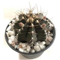 ราคา กระบองเพชร แคคตัส ยิมโนคาไลเซียม (Gymnocalycium) ติดตุ่มดอก (15165987186)