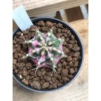 ราคา ยิมโนด่างโคลน พิงค์ไดมอนด์ pink diamonds ด่างทุกพู (11654729499)