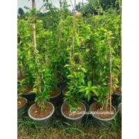 ราคา ต้นจันกะพ้อเลื้อย ต้นสูง 80-100 ซม. แบบพุ่ม กระถาง 10 นิ้ว (22587507156)
