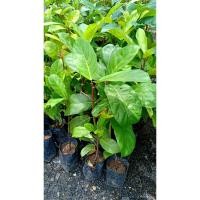 ราคา ต้นมะเดื่อชุมพรหรือมะเดื่อฉิ่ง #ต้นไม้ สูง 50-60cm ต้นแข็งแรง รากแน่น พร้อมปลูก (4051318589)