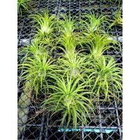 ราคา Tillandsia ionantha druid ชุด 10ต้น (27012537292)