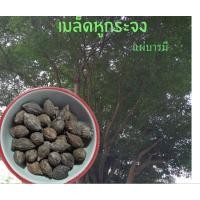 ราคา เมล็ดพันธุ์แผ่บารมี"หูกระจง" (23754771741)