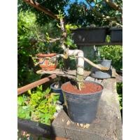 ราคา โมกลาบอนไซ อายุ4ปี ออกดอกทั้งปี (21191264766)