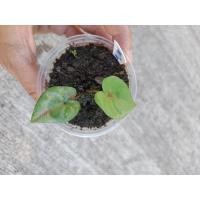 ราคา บอนสีนางไหมเบบี๋จากต้นแม่สวยๆ (14730204603)